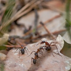 Ants in the forest in spring time.
