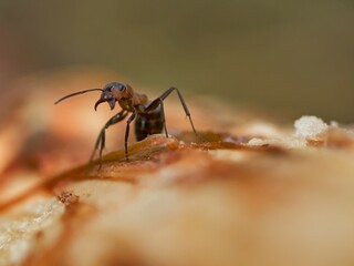 An ant on the trunk of a fallen pine tree. - obrazy, fototapety, plakaty