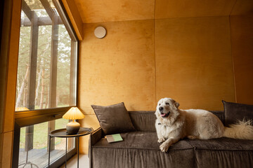 White adorable dog lying on a couch in wooden cottage on nature. Maremma shepherd dog