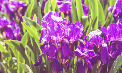 violet irises bloom in the botanical garden
