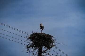 stork in the nest with blue sky