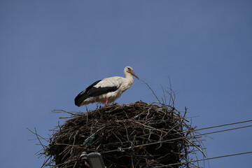 white stork in nest