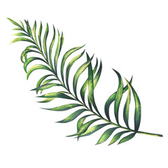 Green tropical palm tree branch. Watercolor illustration, hand drawn. Isolated object on a white background. For compositions, patterns, templates, design and decoration.