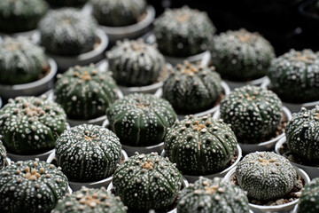 Astrophytum Asteria Super Kabuto cactus in bulk display at local plant nursery
