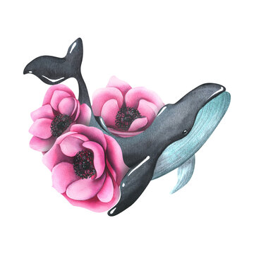 Large whale in black and turquoise among pink anemone flowers. Watercolor illustration, hand drawn. Isolated composition on a white background. For posters, cards, stickers, prints, tattoos.