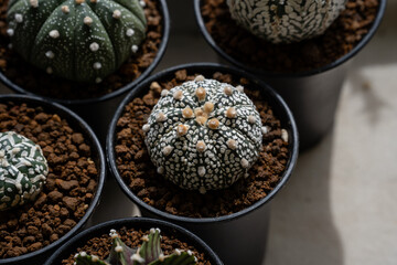 Astrophytum Asteria Super Kabuto V-type cactus close up.