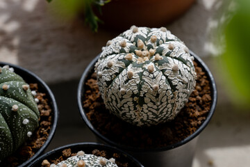 Astrophytum Asteria Super Kabuto V-type cactus close up.