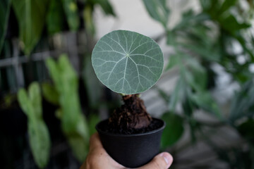 Hand holding Stephania Nova (Kaweesakii) plant with garden background