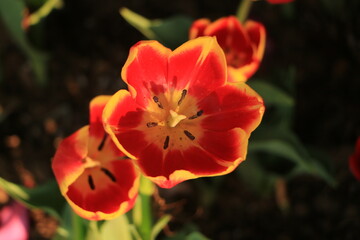 red and yellow tulip