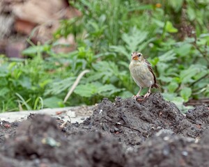 Wide shot of a Weaver bird looking into the camera and resting