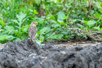 Wide shot of a Weaver bird sitting on a mud dune and looking sideways