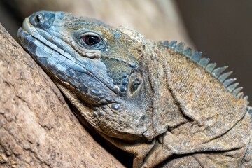 Fototapeta premium Closeup of a blue iguana lying down on a wooden branch