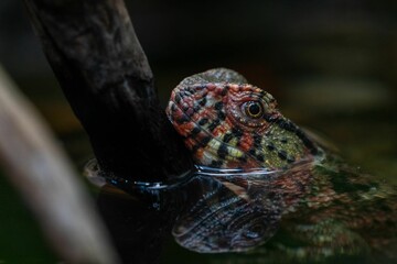 Closeup of a Chinese crocodile lizard standing on a wooden branch