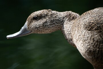 Closeup of the face of a freckled duck flying in front of a blurry background