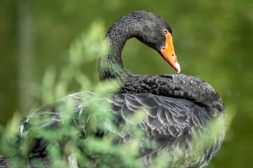 Selective focus of a black swan