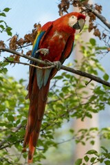 Close up of an orange parrot perched on a tree
