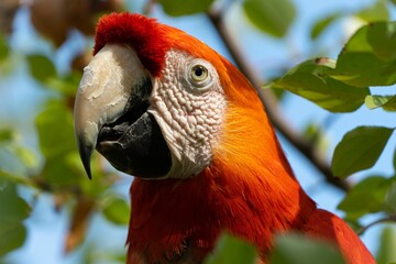 Close up of an orange parrot perched on a tree