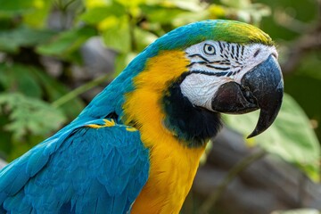Close up of a parrot perched on a tree