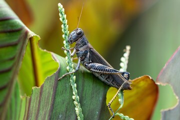 Grasshopper perched on a leaf