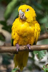 Close up of a yellow parrot perched on a tree