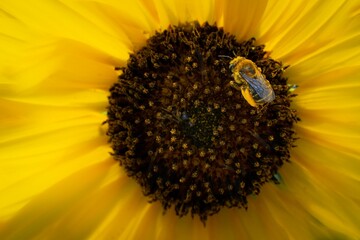 Close up of a bee on a sunflower