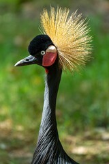 Vertical closeup shot of a black crowned crane (Balearica pavonina)