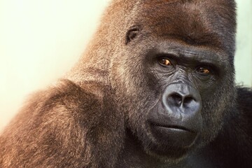 Portrait of a gorilla looking aside © Benjamin Oliver/Wirestock Creators