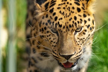 Portrait of a leopard (Panthera pardus) staring at the camera with wild eyes