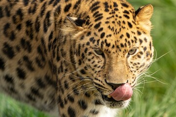 Portrait of a leopard (Panthera pardus) with its tongue out