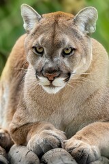 Vertical closeup shot of a North American cougar (Puma concolor couguar)