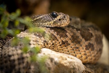 Closeup shot of Western diamondback rattlesnake (Crotalus atrox)