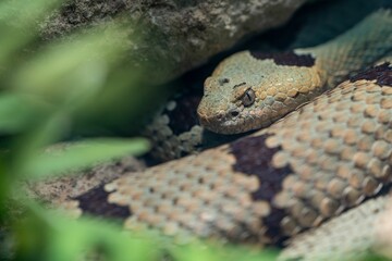 Fototapeta premium Closeup shot of a venomous snake