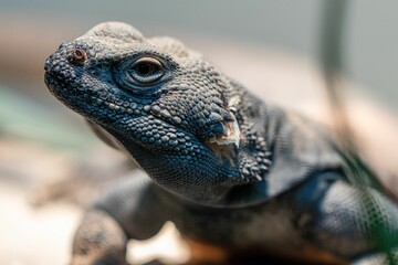 Closeup shot of a green iguana (Iguana iguana)