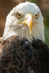 Vertical portrait of a bald eagle (Haliaeetus leucocephalus)