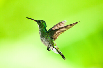 Pequeno colibri