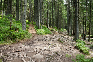 Forest trees. nature green wood sunlight backgrounds
