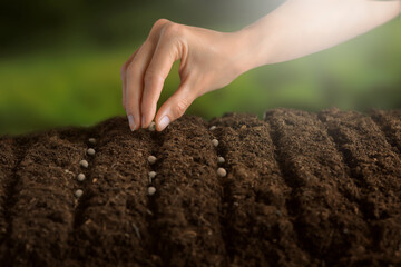 Close up of hand holding a seed and planting it into the brown dark soil. Blurred soil and garden in background. Agriculture concept.