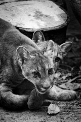 puma