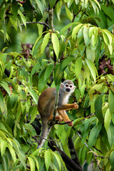 macaco na arvore