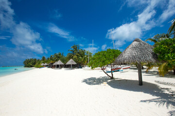 tropical Maldives island with white sandy beach and sea. palm