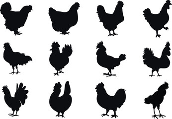 Set of chicken silhouettes. Chicken silhouettes vector illustrations set.