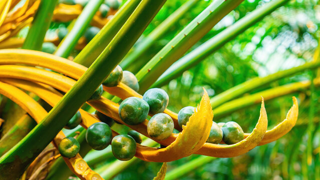 Abstract exotic botany background. Fruits of cicas close-up. Botanical background with exotic tropical plants with copy space. Palm fruits from an unusual angle.