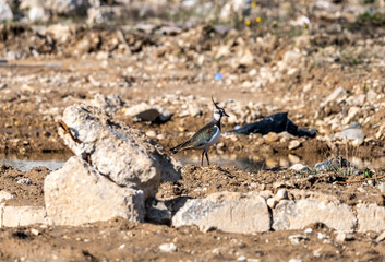 motley lapwing is looking for food on the spring ground with young grass
