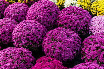 Chrysanthemums in a market, Montreal, Quebec, Canada