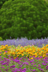 Field of colorful blossoming flowers with selective focus