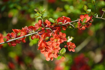 Chaenomeles (Chaenomeles x superb) is a genus of four species of deciduous spiny shrubs, usually...