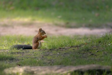Naklejka na ściany i meble Small cute Tree squirrel (Sciurus) resting on the grass on the blurred background