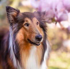 Cute Collie dog with blooming trees in the blurred background