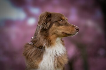 Selective focus of Australian Shepherd with pink blossoms around