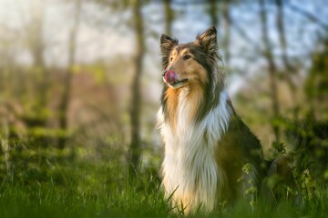 Selective focus of Rough Collie dog with blossoms around